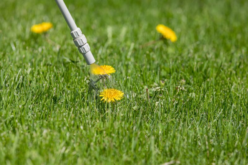Crabgrass Removal in Aiken, SC